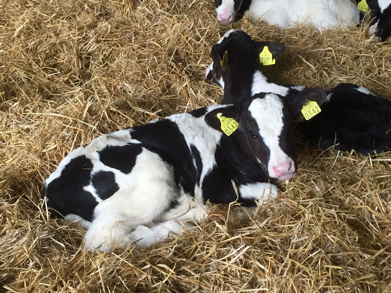 British forum sets precedent for Irish calf export reduction