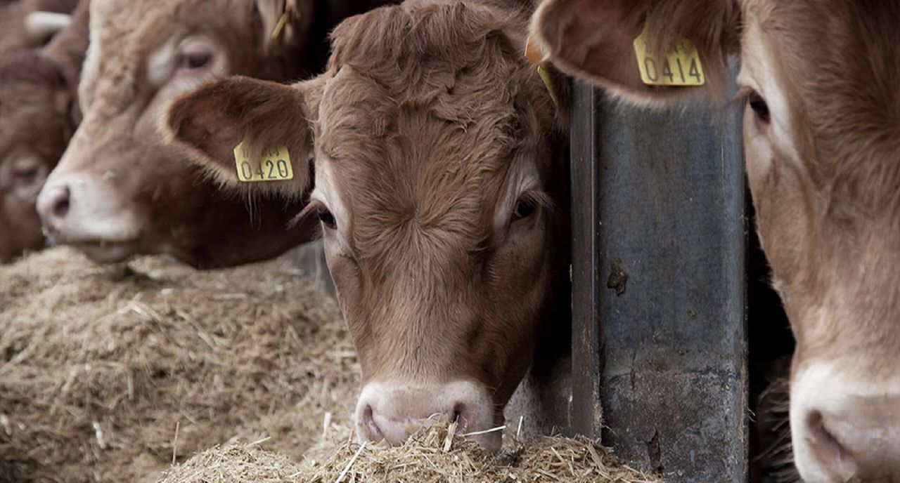 Kepak commits to global framework for regenerative agriculture