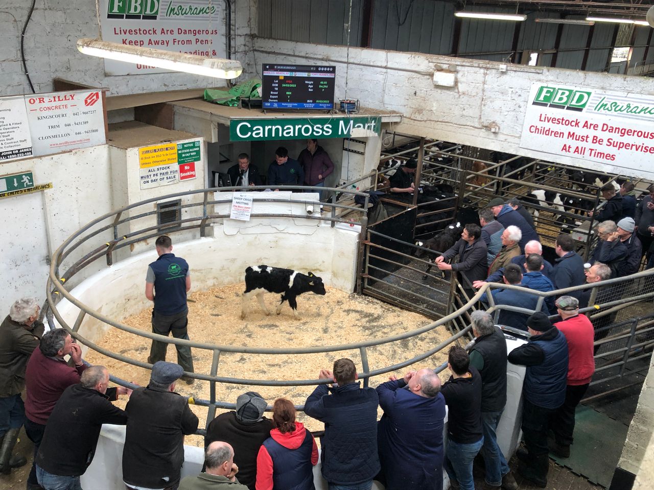 High demand for calves and bullocks at Carnaross Mart