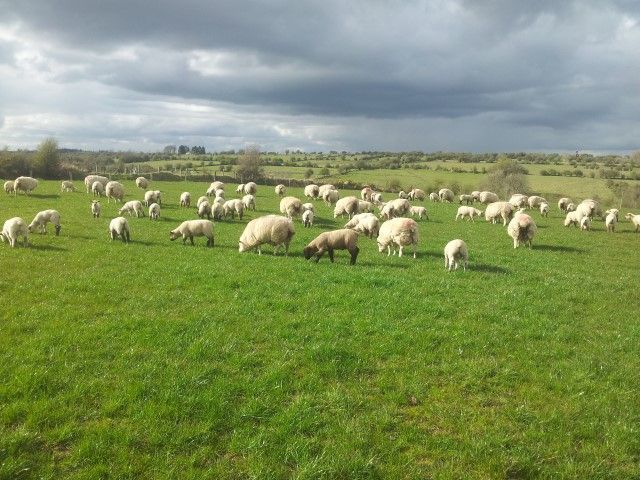 UK beef, sheep marketing spend worth £217m
