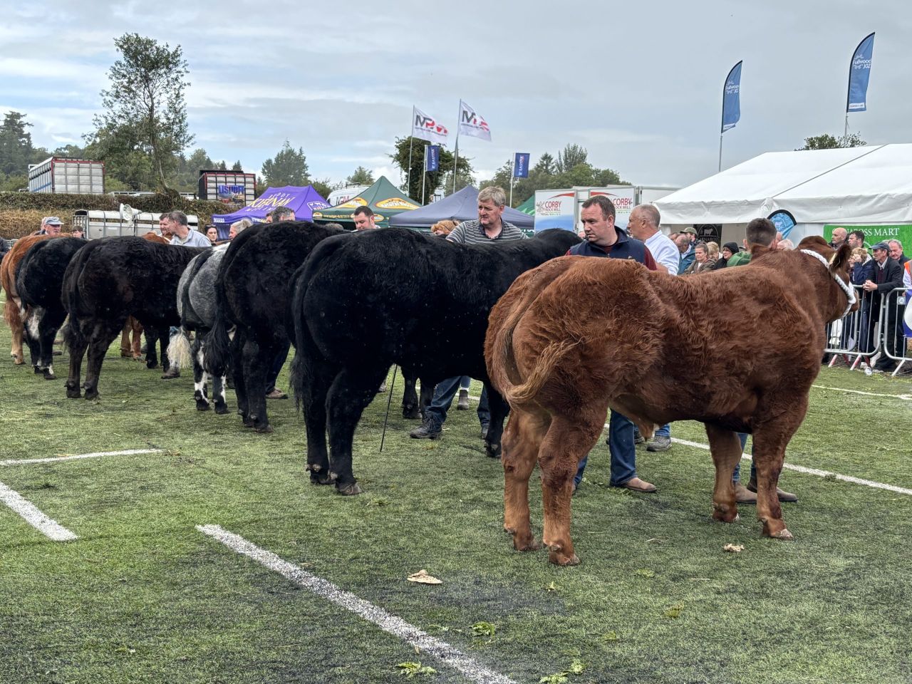 Gallery: Virginia Agricultural Show winners from the beef breed classes