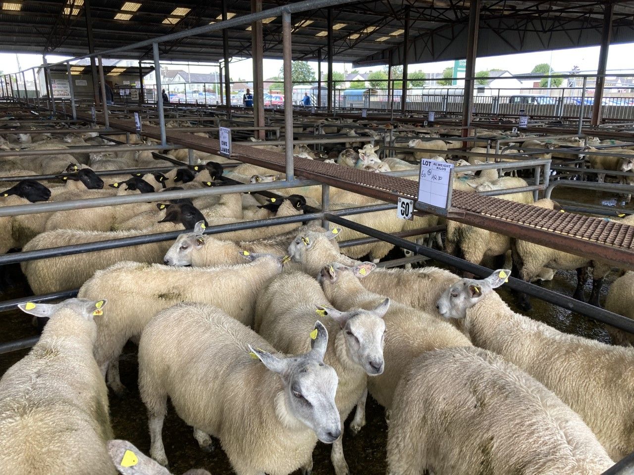 Lamb prices lift again at marts throughout the week