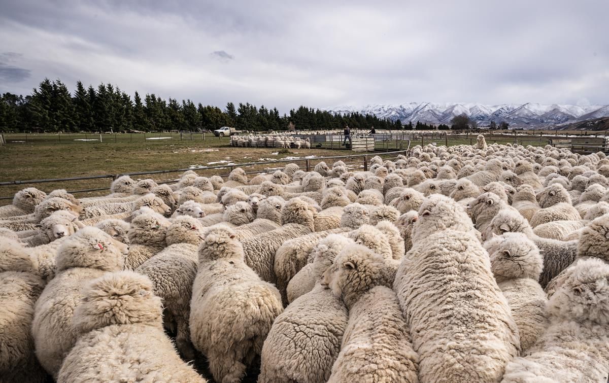 Australia exports 1,400 sheep to China to improve genetics of the flock