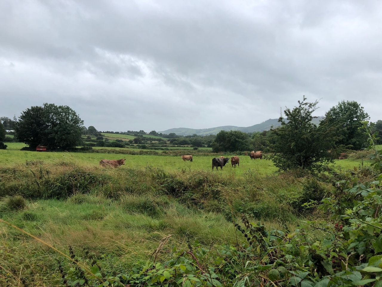 How serious is a no-deal Brexit for farmers working and living along the border?