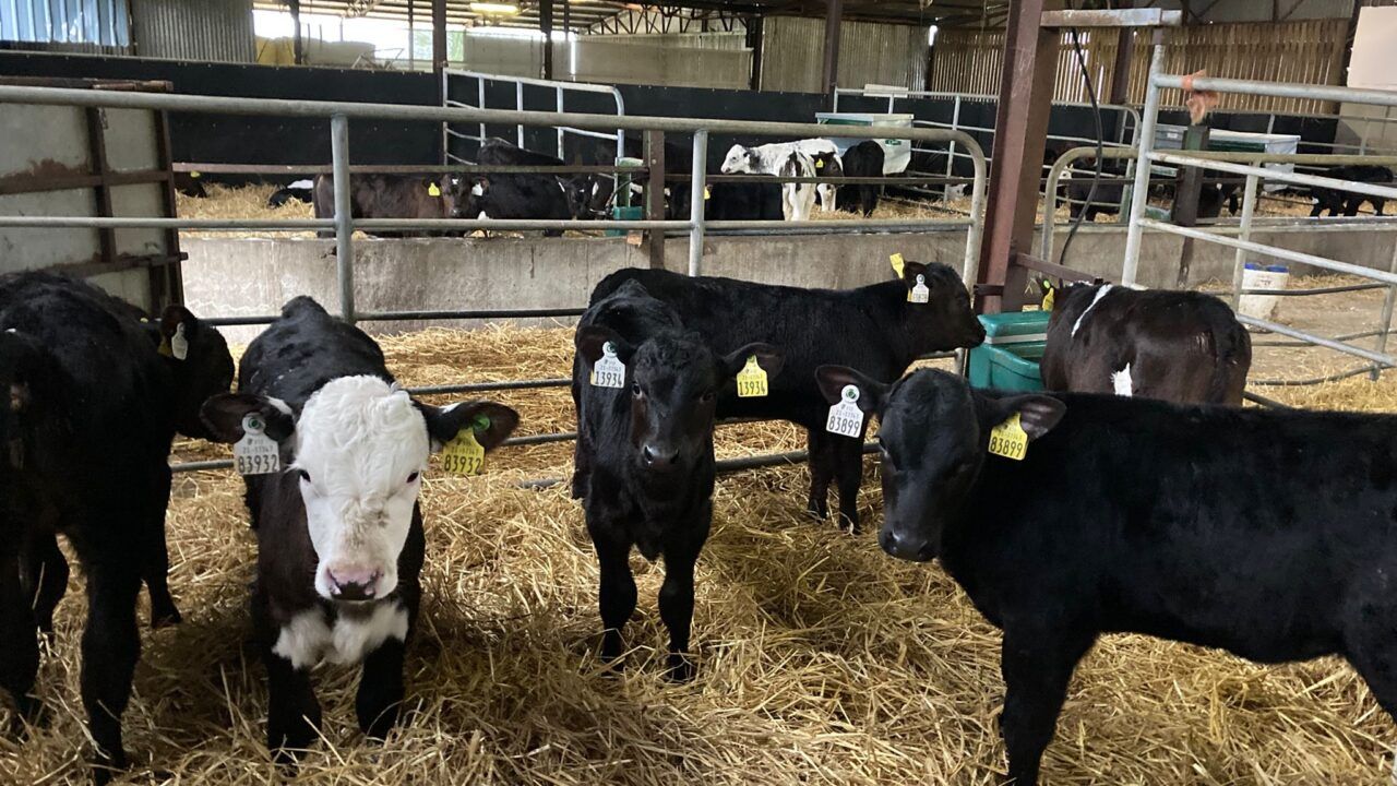 ABP Demo Farm results of trial on milk-feeding calves