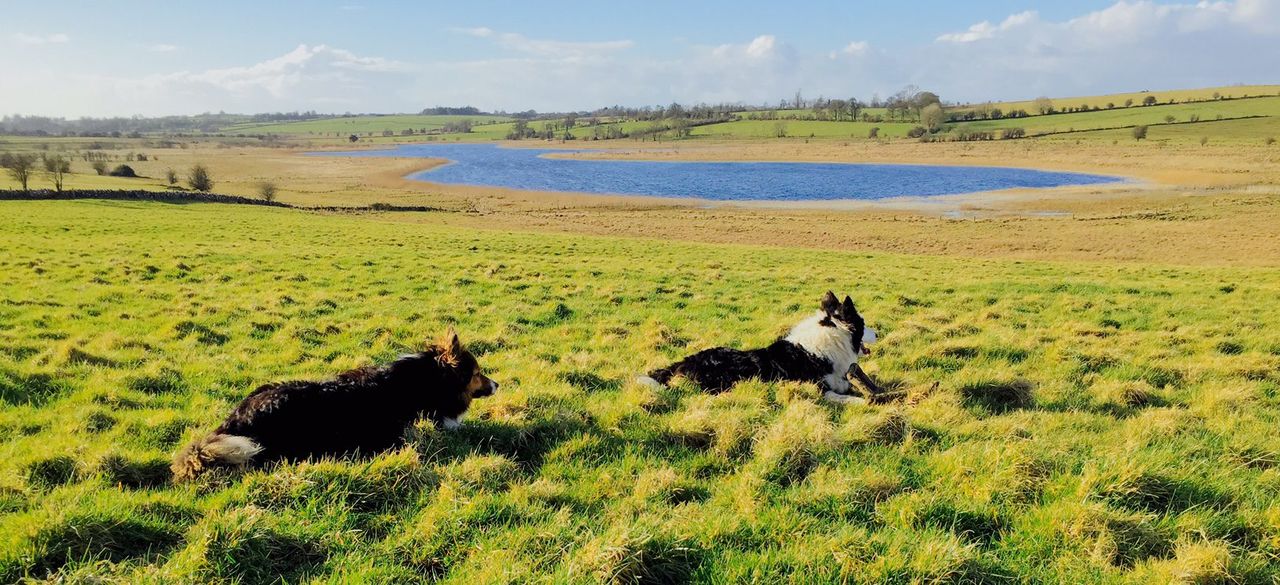 Latest CSO data shows huge variation in Irish farm output