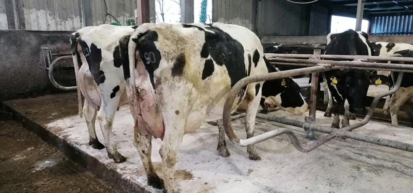 Greenlawn annual herd sale sees prices reach €4,650