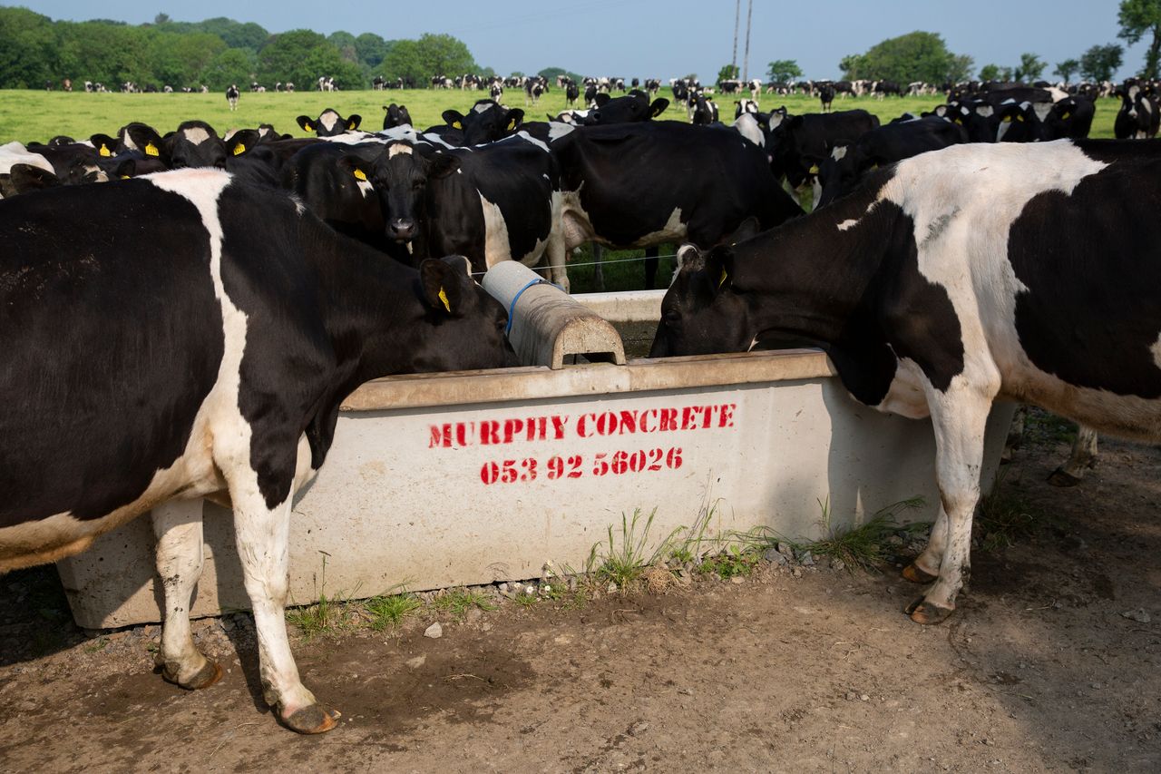 Dairy advice: Ensuring cows have access to water
