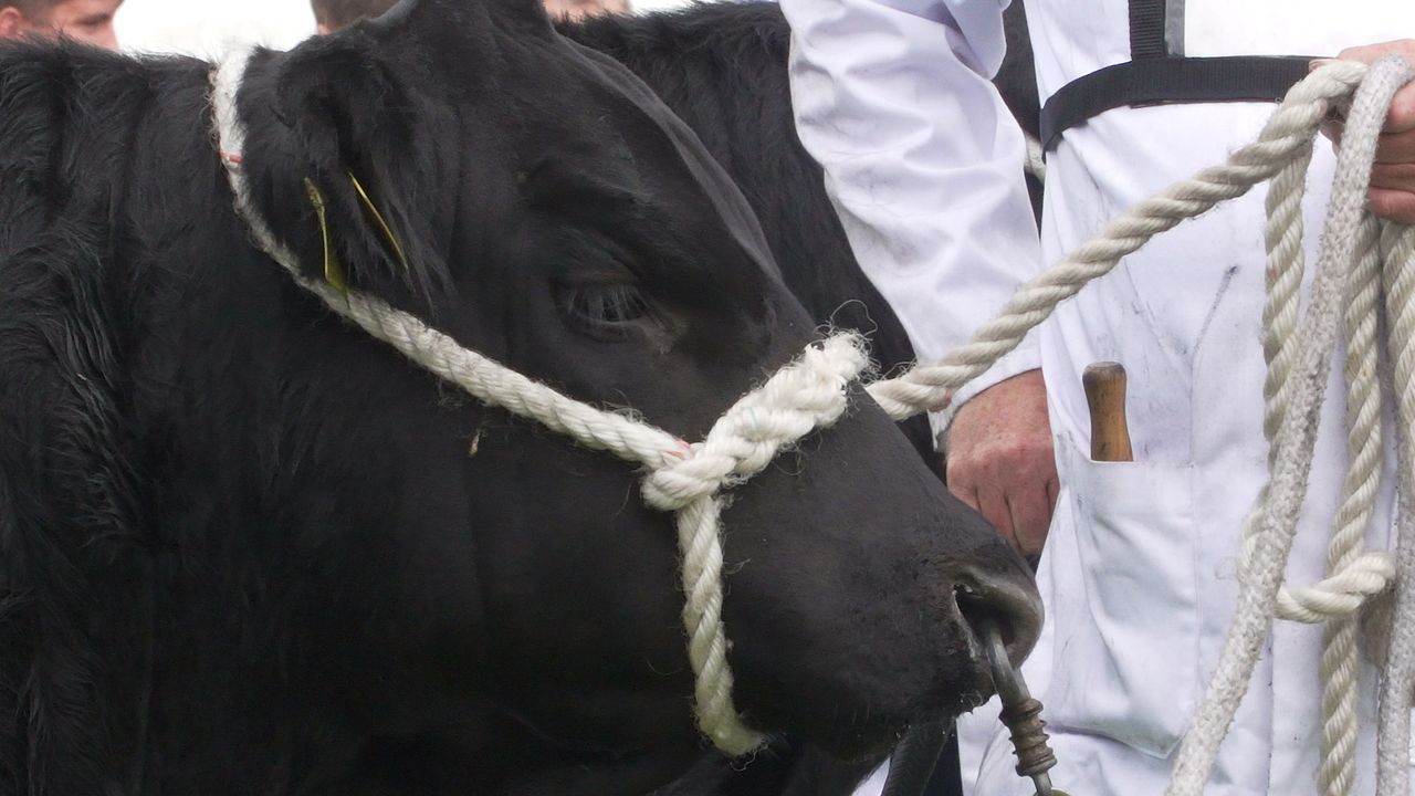 PM's indoors events ban a 'real blow' for winter agricultural shows