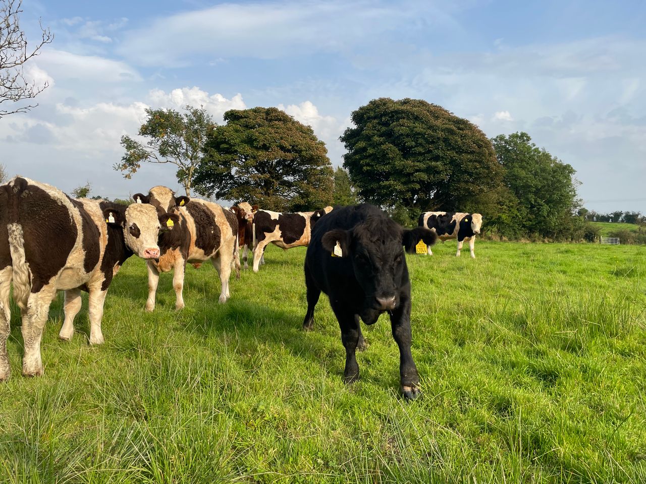 Factory quotes: Beef-price offerings reduced this week