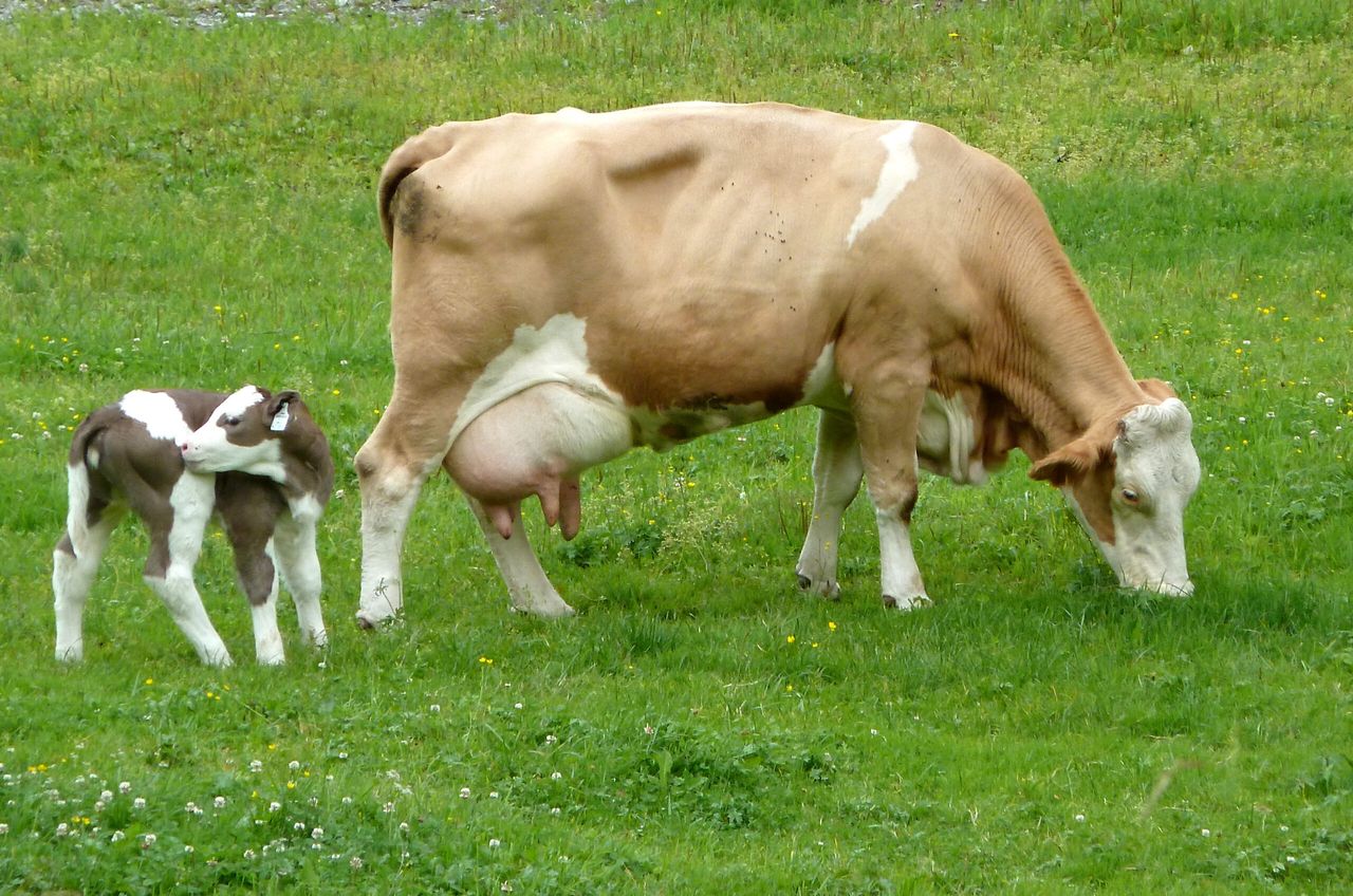 Fleckvieh cows: An alternative for cross breeding?
