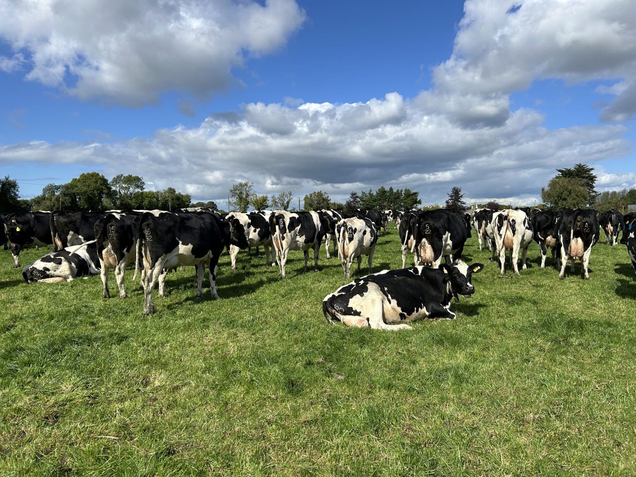 Dairy Focus: 2% empty rate with American Holstein genetics