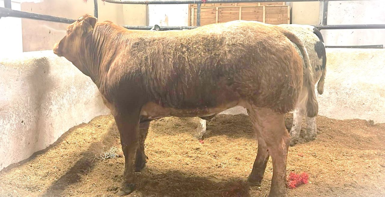 Mart report: Heifers reach €5,100 at Manorhamilton bank holiday sale