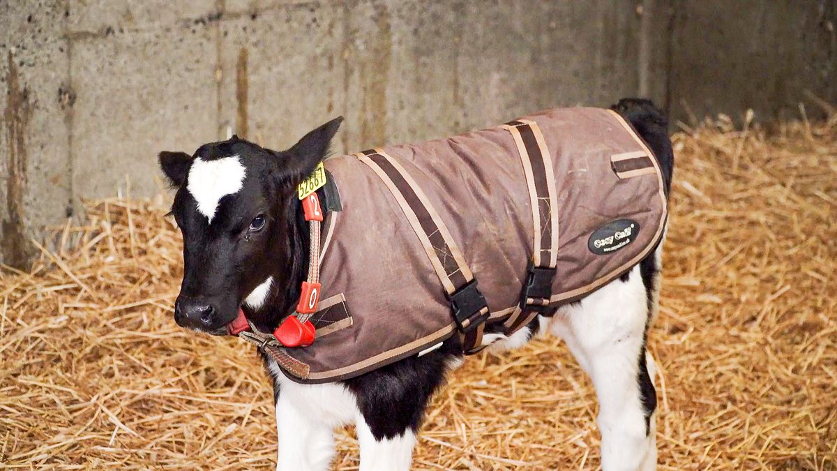 Calf jackets may have role to play during straw shortages