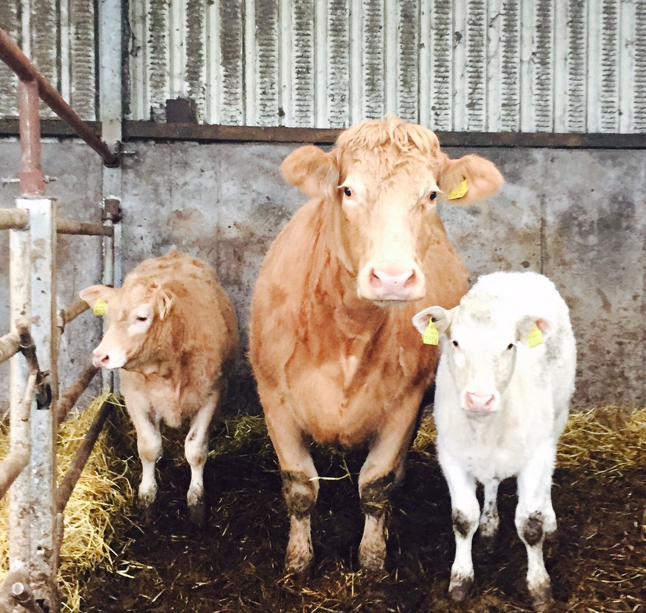 Beef-sired calf registrations drop in Northern Ireland