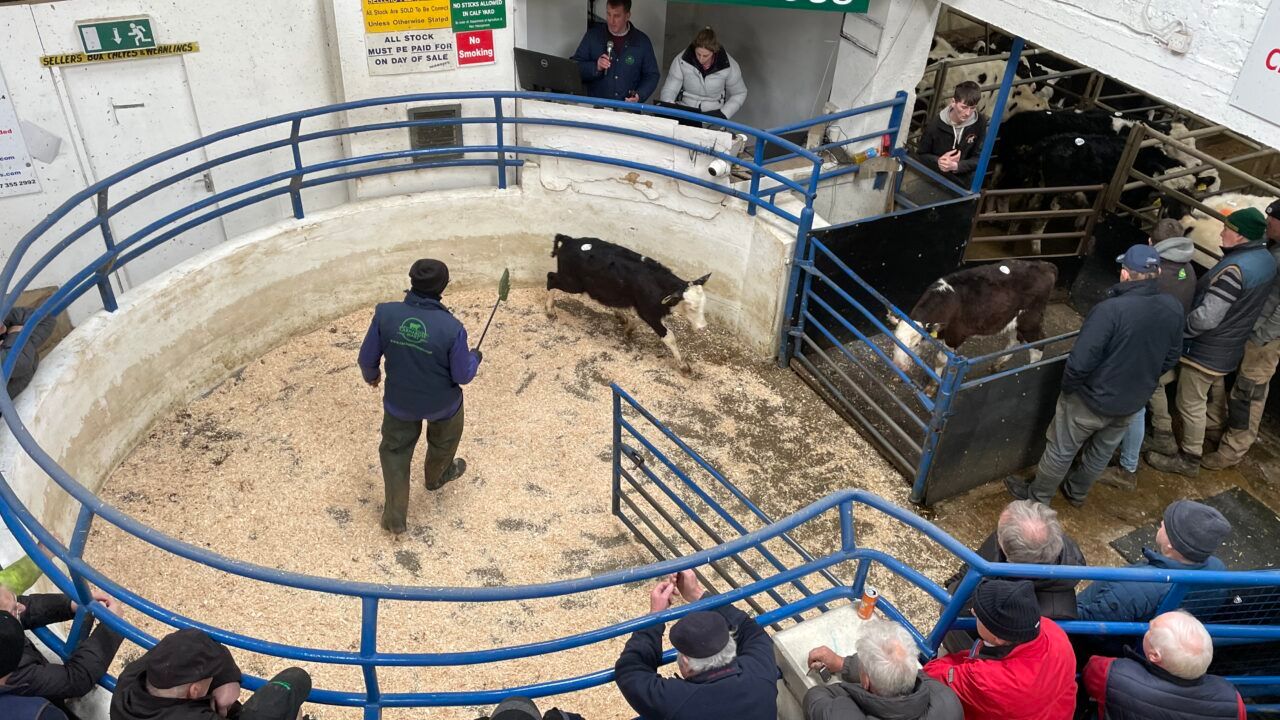 'Value for money is important when buying dairy bred calves' - advisor