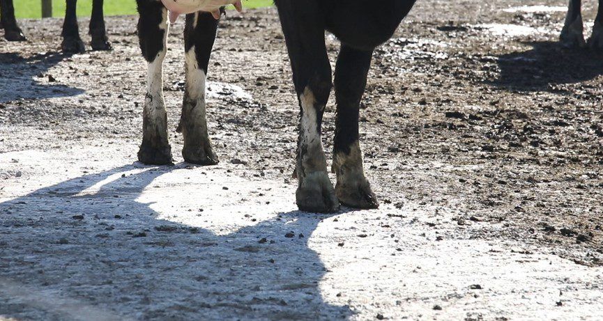 Could improving lameness reduce carbon emissions?