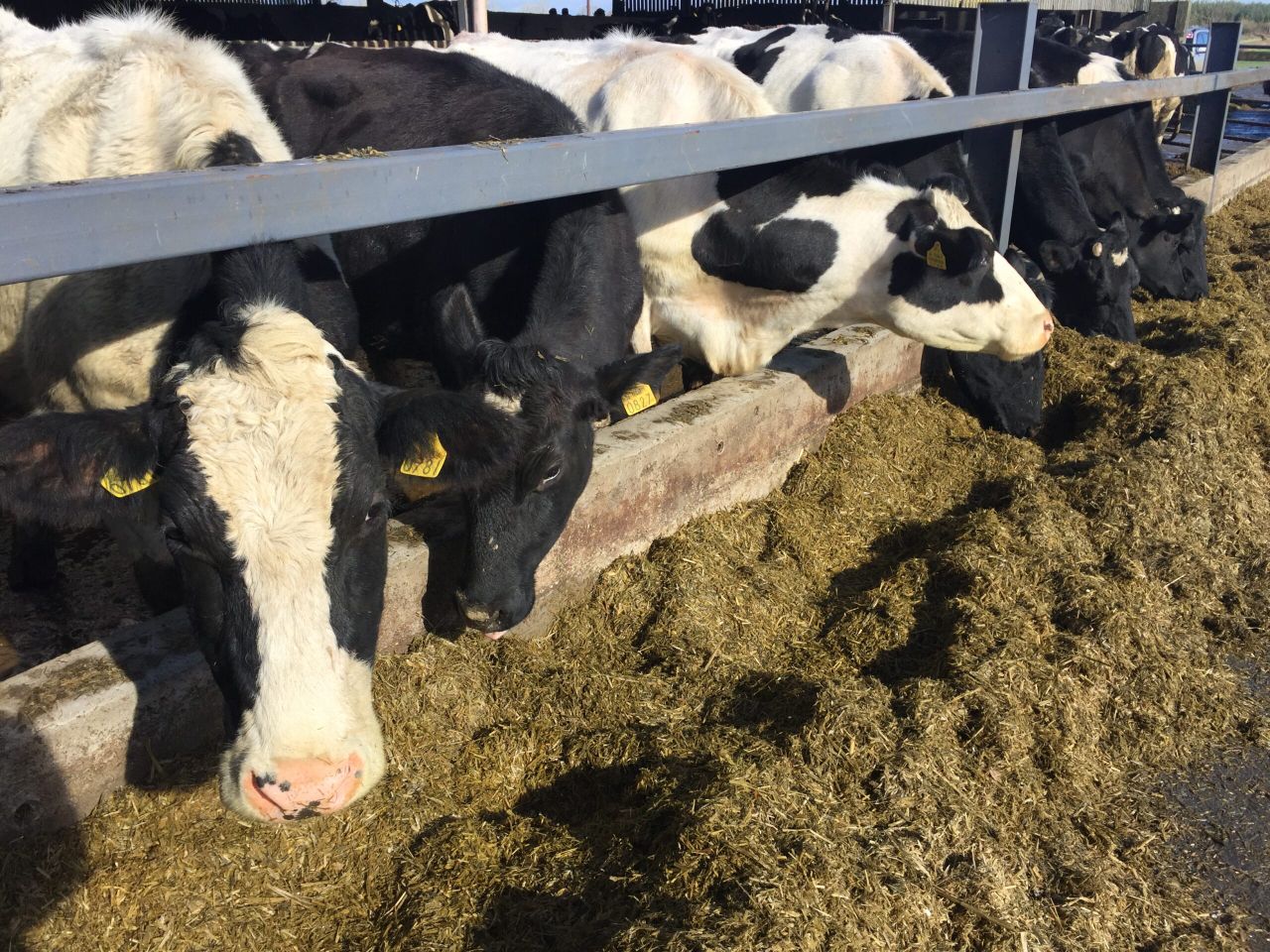 Organic dairy conversion delivering the goods in Offaly