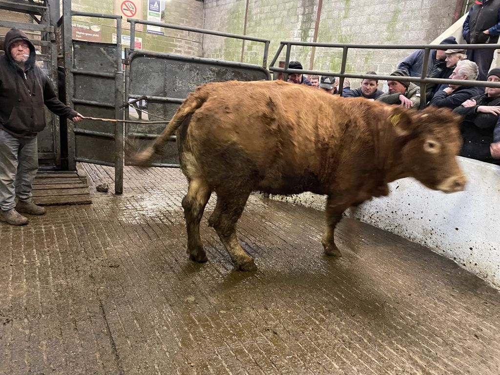 This 710kg Limousin-cross cow sold for €1,840