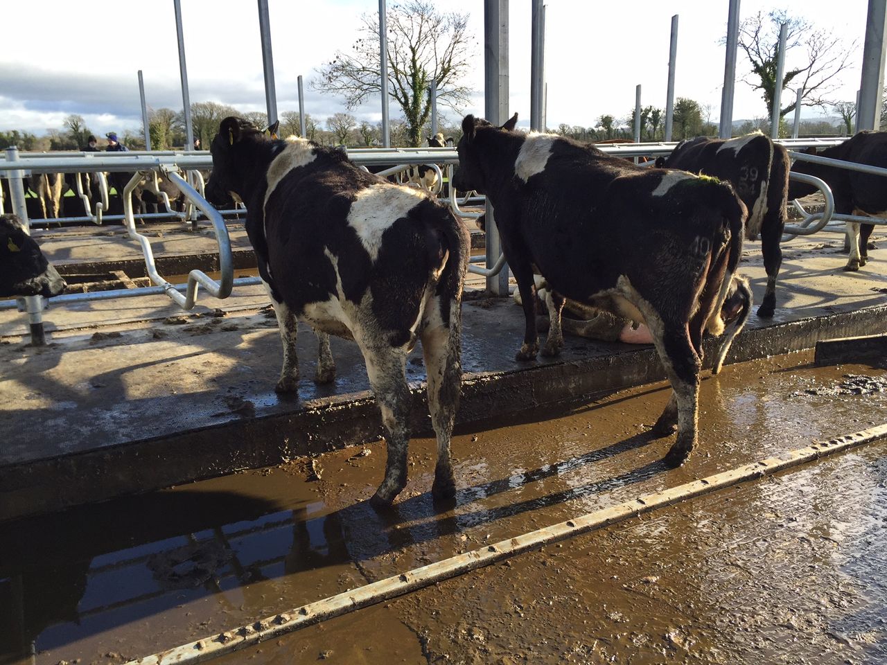 'Farmers underestimate the cost of lameness' - hoof trimmer