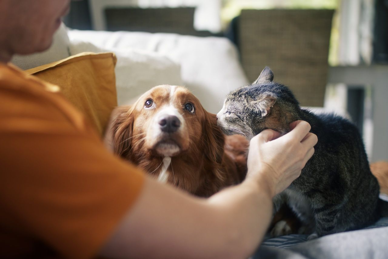 New BVA resource to help vets support clients to cut pets' carbon pawprint