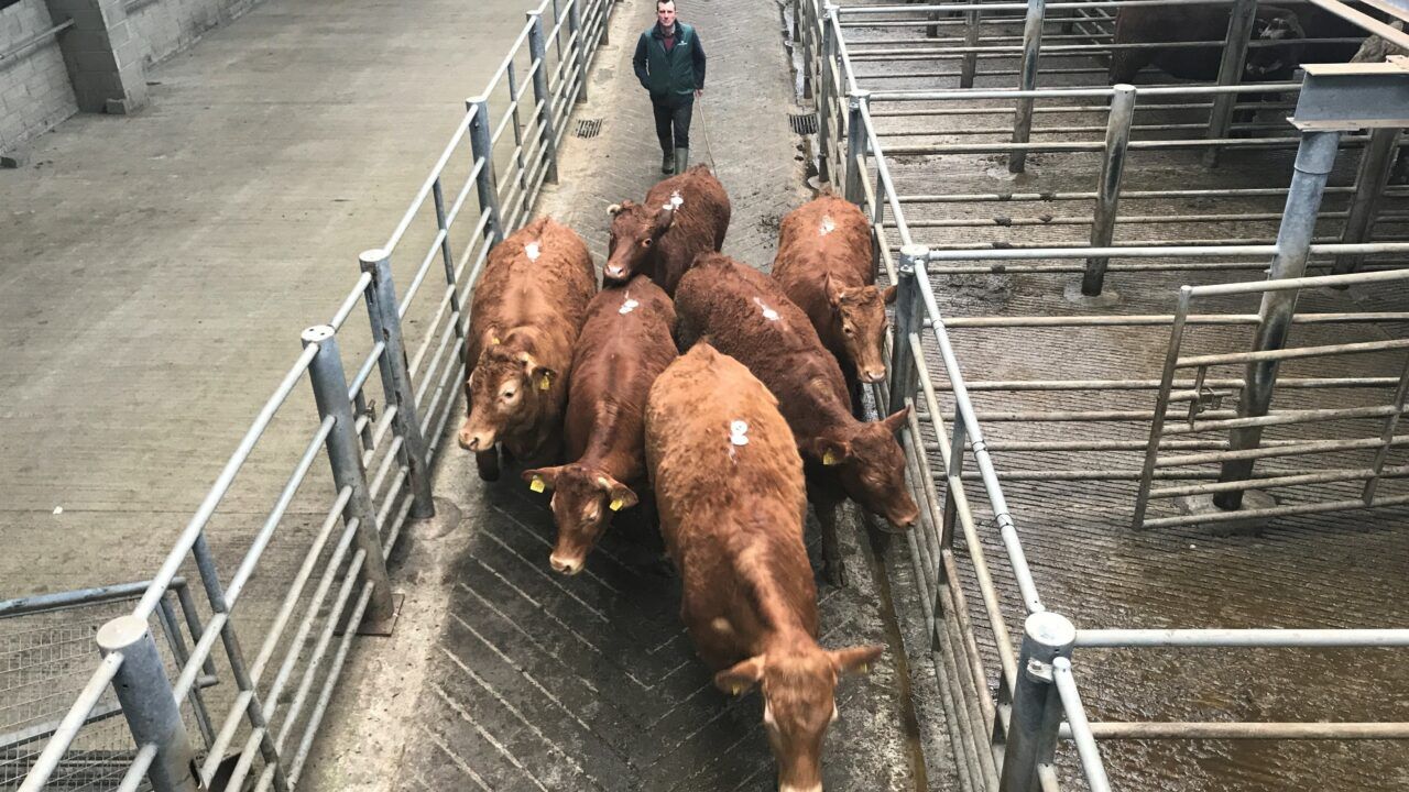 Kingscourt Mart rolls out new sale service for TB-restricted herds
