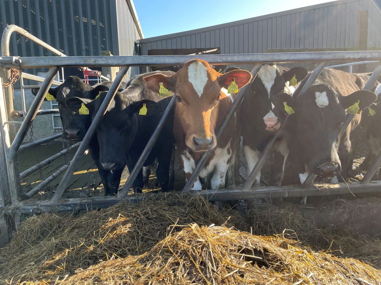 Dairy advice: Management of in-calf heifers