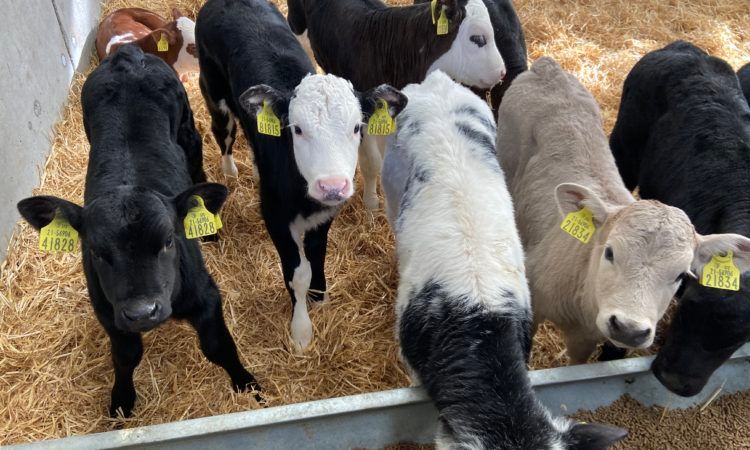 Green Acres: The relationship between calf purchase price and carcass value