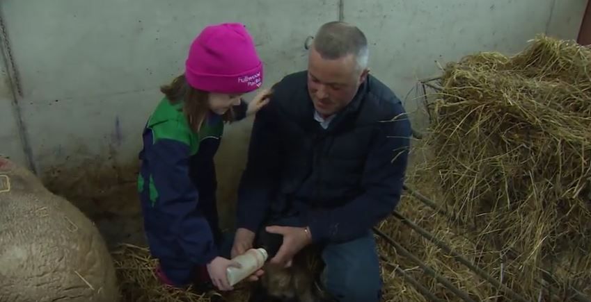 A farmer busy with lambing and calving to feature on Ear to the Ground