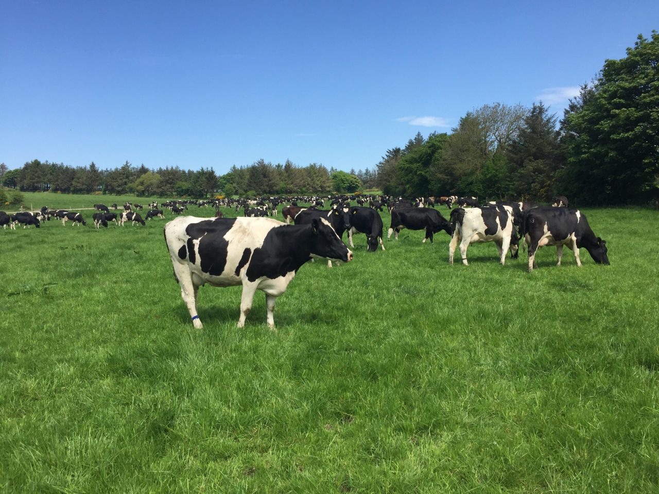 Dairy focus: Friesians deliver the goods 900ft above sea level