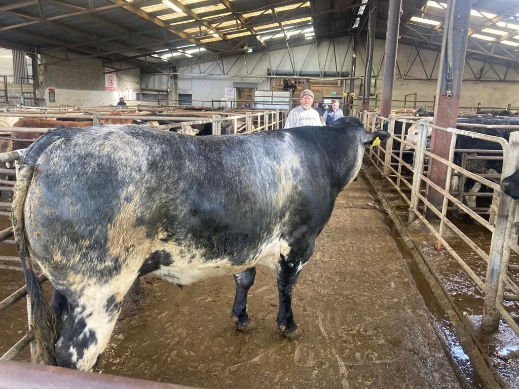 Young bulls in hot demand at Carnew Mart