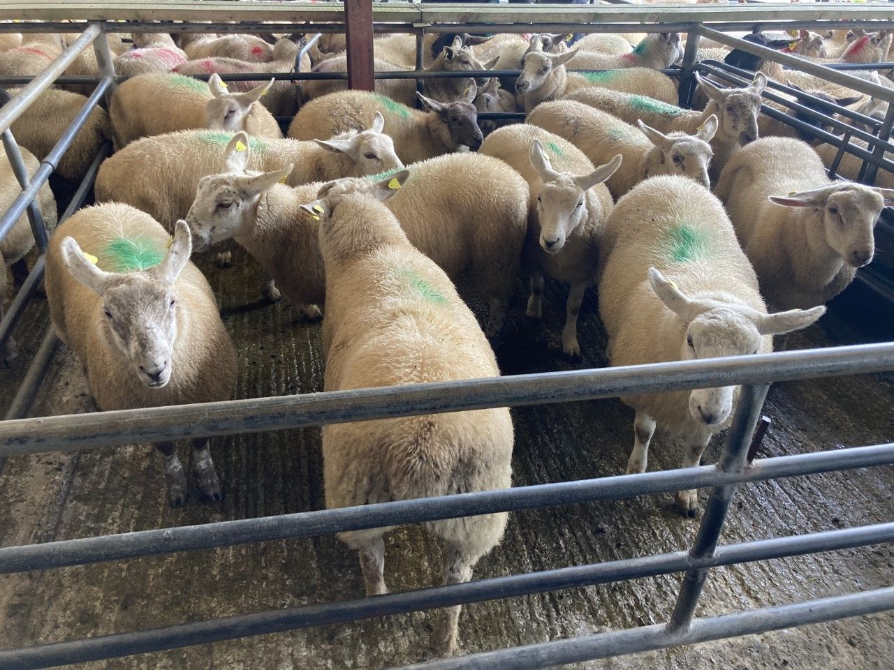 Sheep kill: Throughput falls shy of 60,000 head