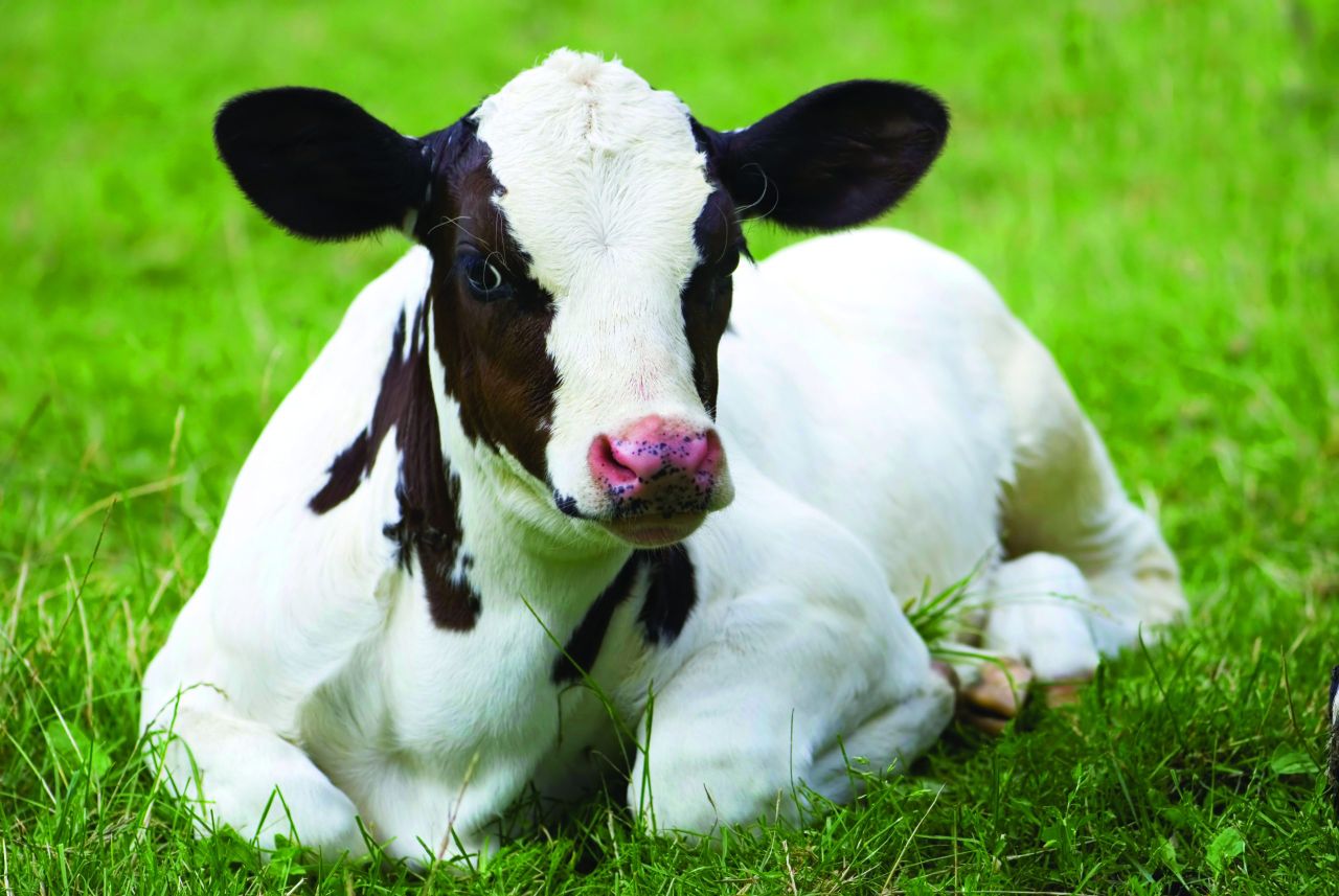 NI calf registrations up 5,000 head in 2025 after two years of decline