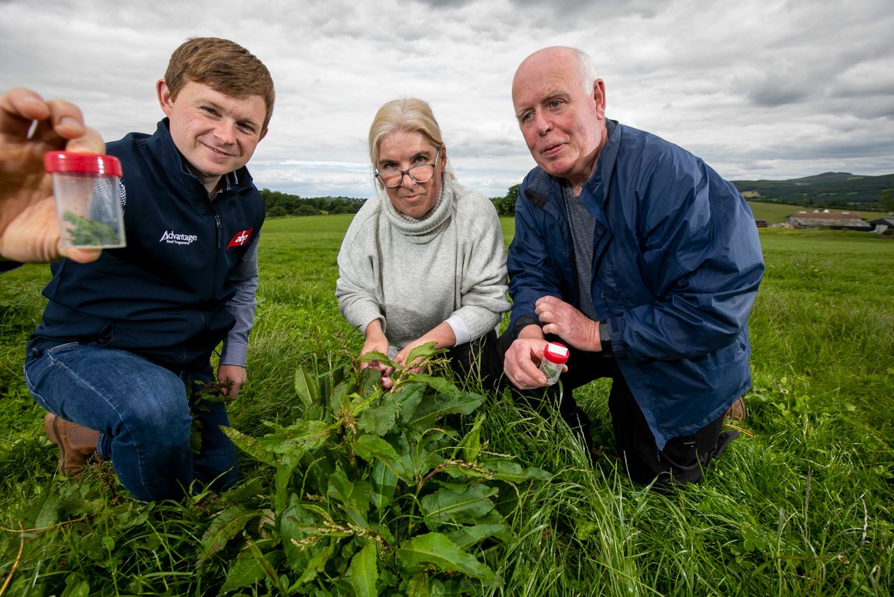 Dock beetle-mania: Irish-bred insect waging war on weeds