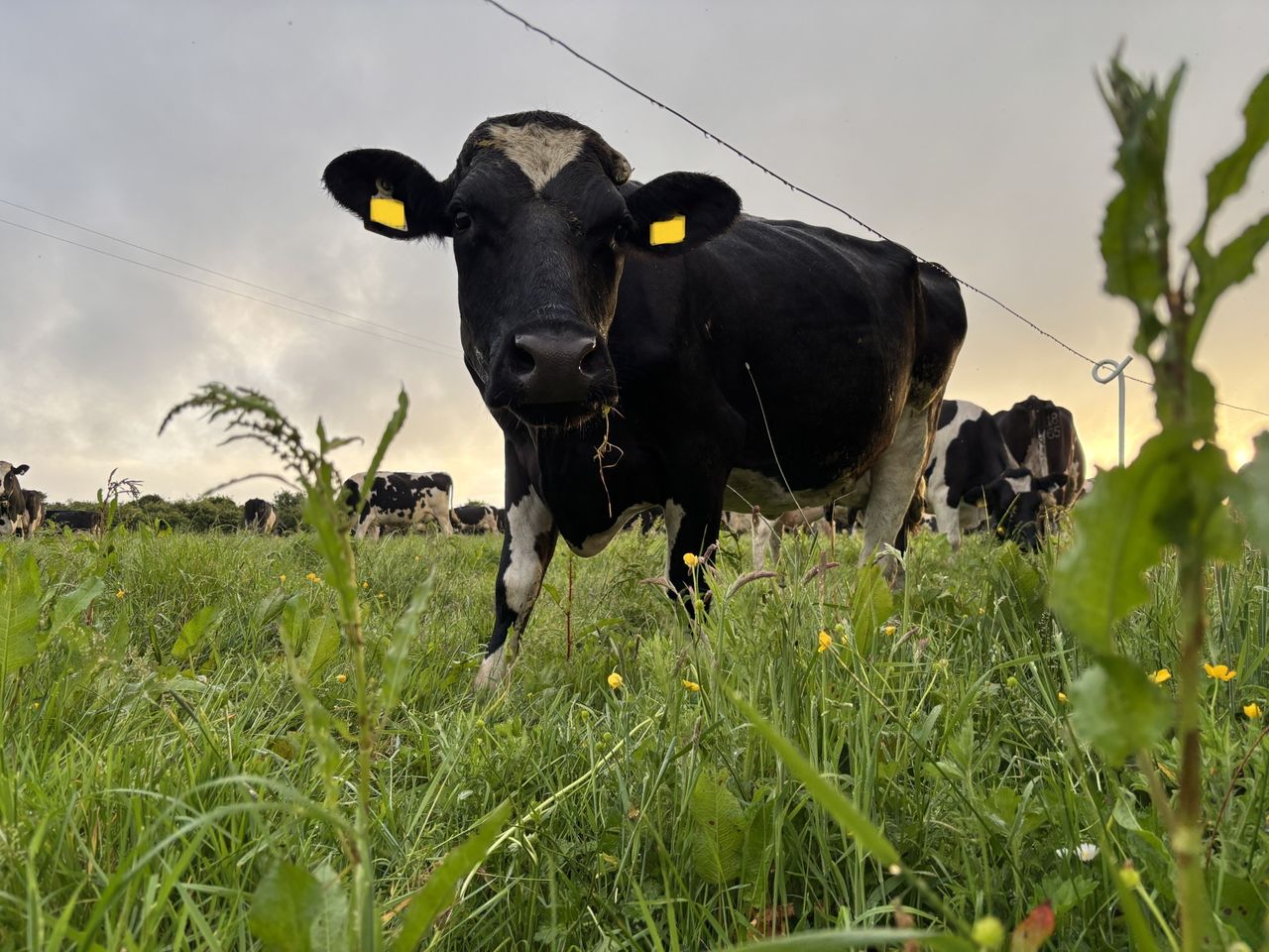 Milk production: Solids take a hit as breeding wraps up