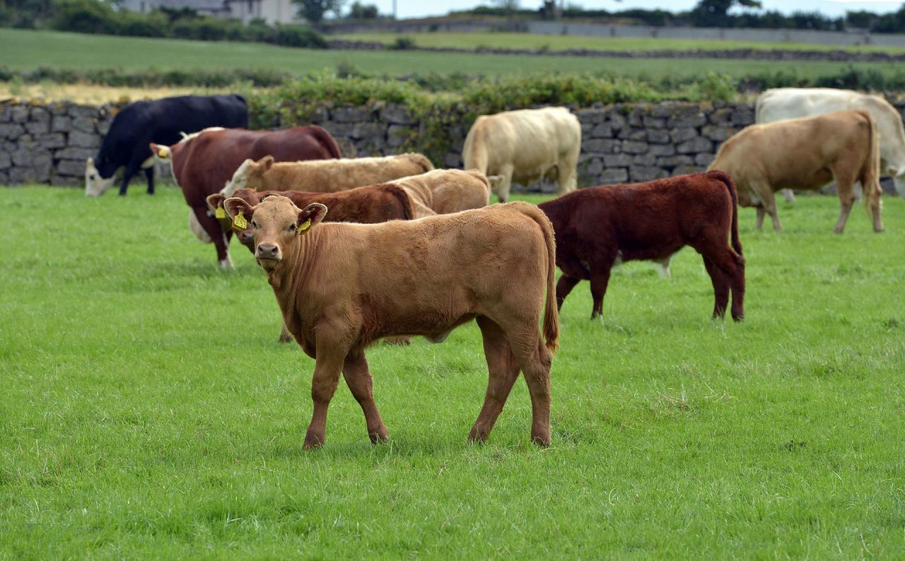 CAFRE to host Beef Carbon Reduction Scheme meetings