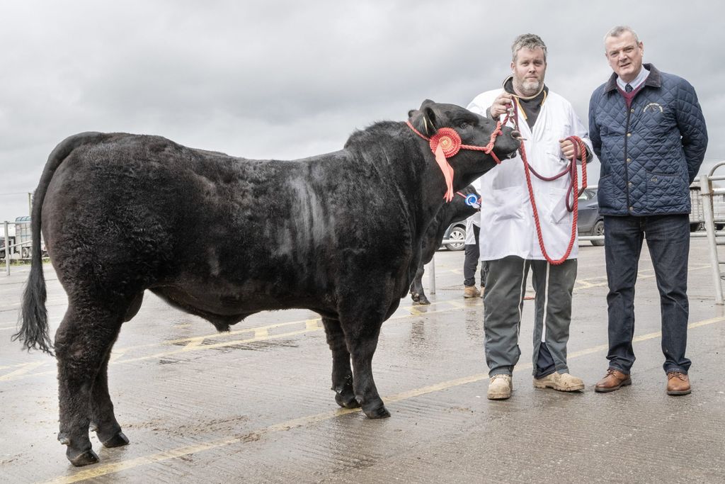 Class winner Ballyluddy Aidan sold for €4,200. Pictured L-R: Sean Barry, Pallasgreen, Co Limerick and judge Ben Ryall, Watergrasshill, Co Cork. Source: O'Gorman Photography