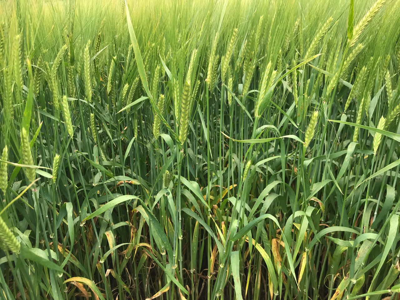 Crop performance: Winter oilseed rape now starting to green