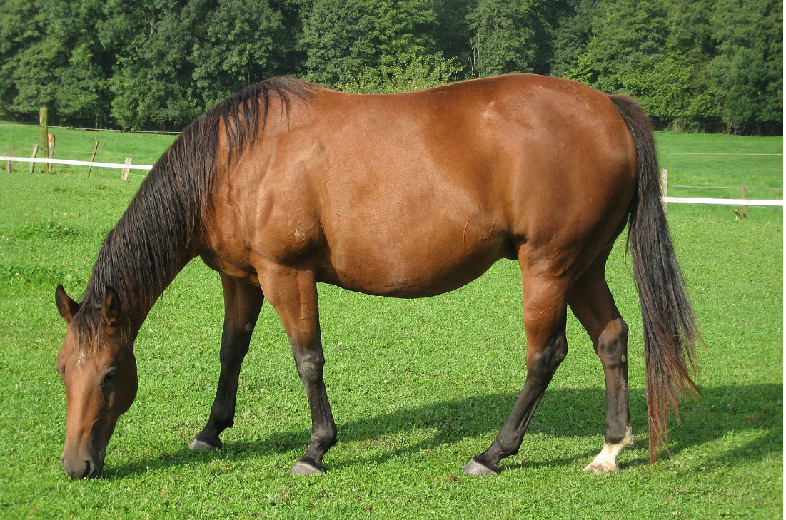 Call for horse sector funding to be ringfenced for breeders