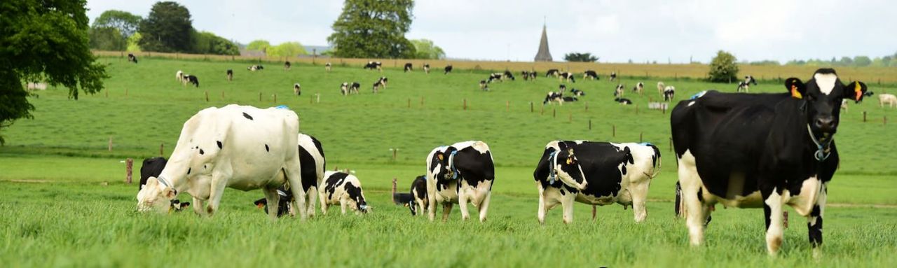 'There will be no bailout if milk price drops' - Hogan