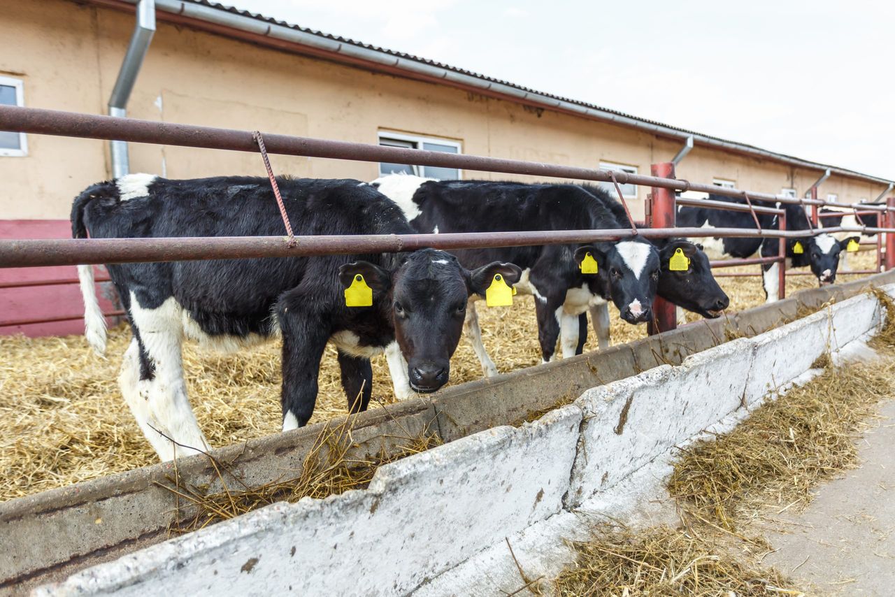'Fear' farmers will go directly to abattoirs due to flat rate VAT change - senator