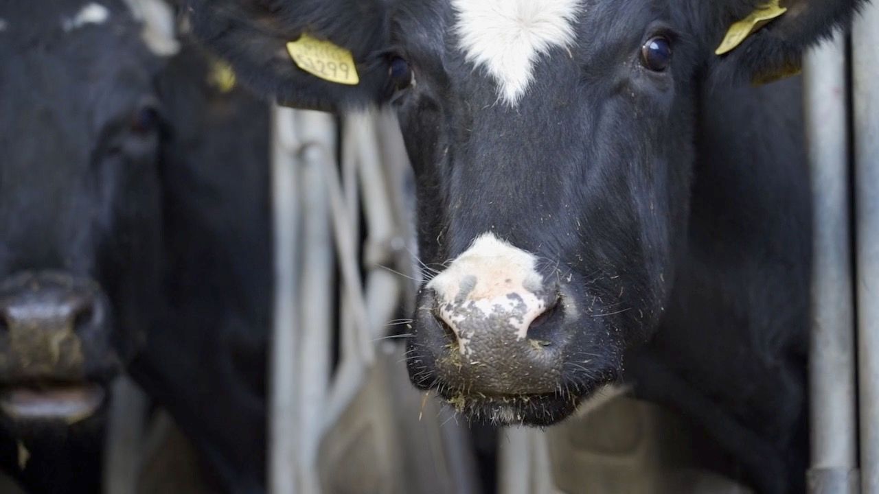 Plans announced to relax bluetongue restrictions on a Co. Down mart