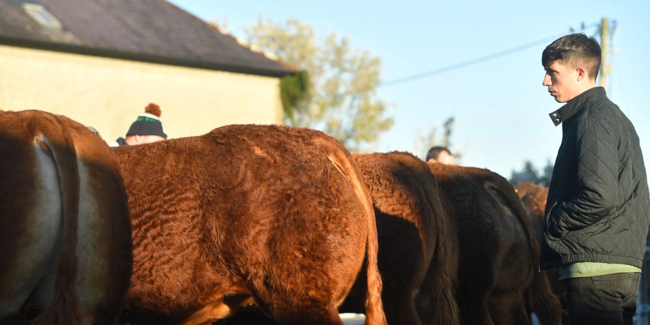 Champion bull takes top price at Athenry Limousin show and sale