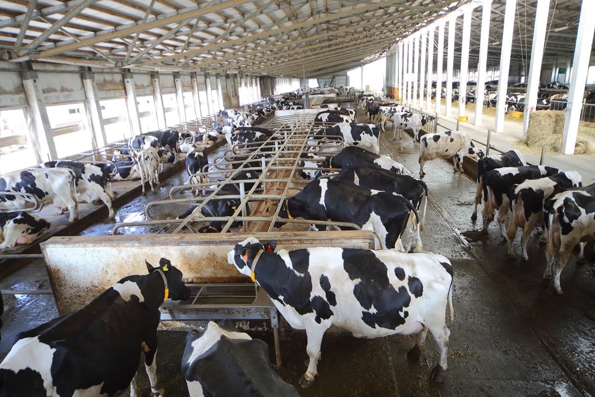 'Cow cubicle mats caused dioxin contamination on Cork dairy farm'