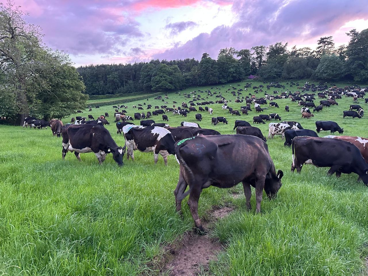 Dairy Focus: Cork man manages 1,500-cow farm in England