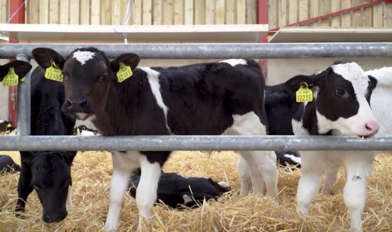 Teagasc develops 2 new calf-rearing contract agreement templates