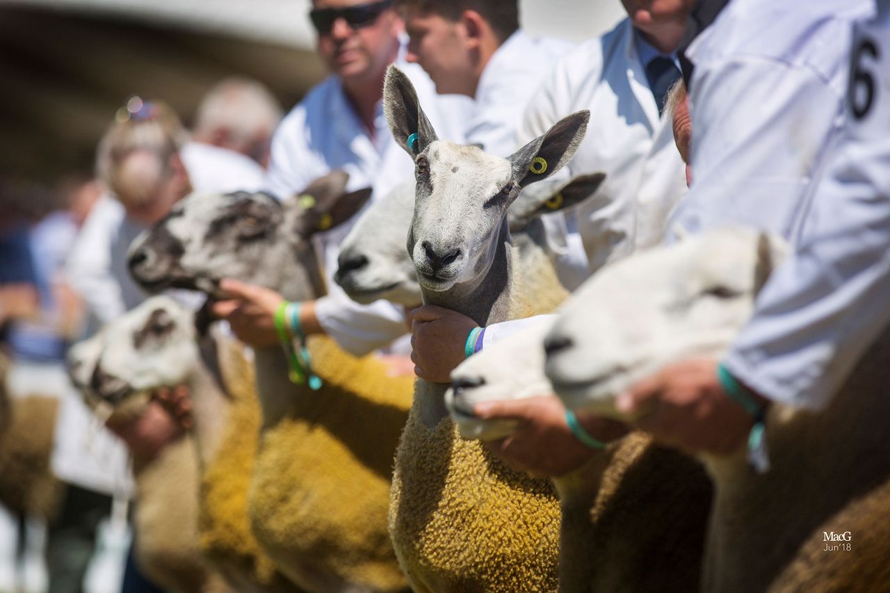 Royal Highland Showcase reveals livestock entry figures for 2021 show