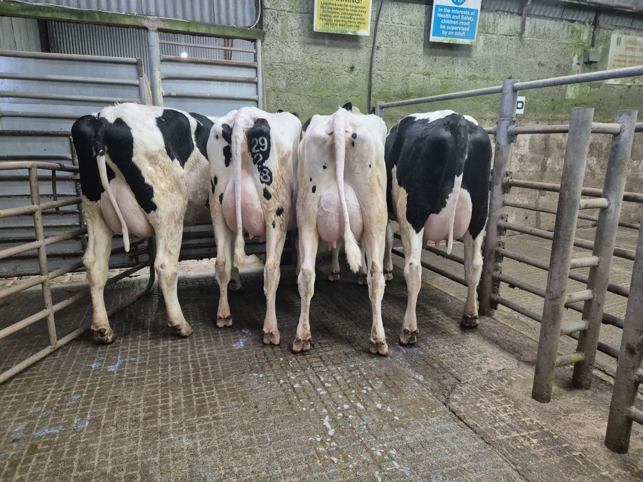 Top price of €3,860 earned for freshly calved heifer at Donegal sale