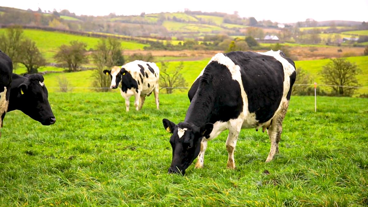 Bovine TB taking a toll on farm families in NI - UUP