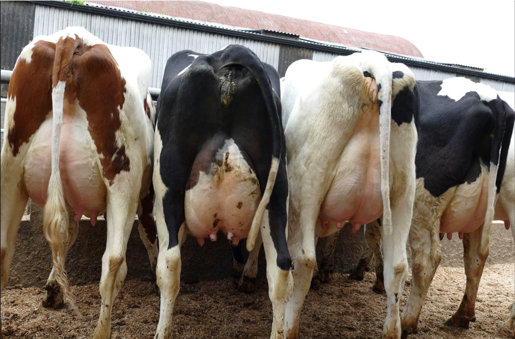 Autumn dairy sales: Trend from the spring continues